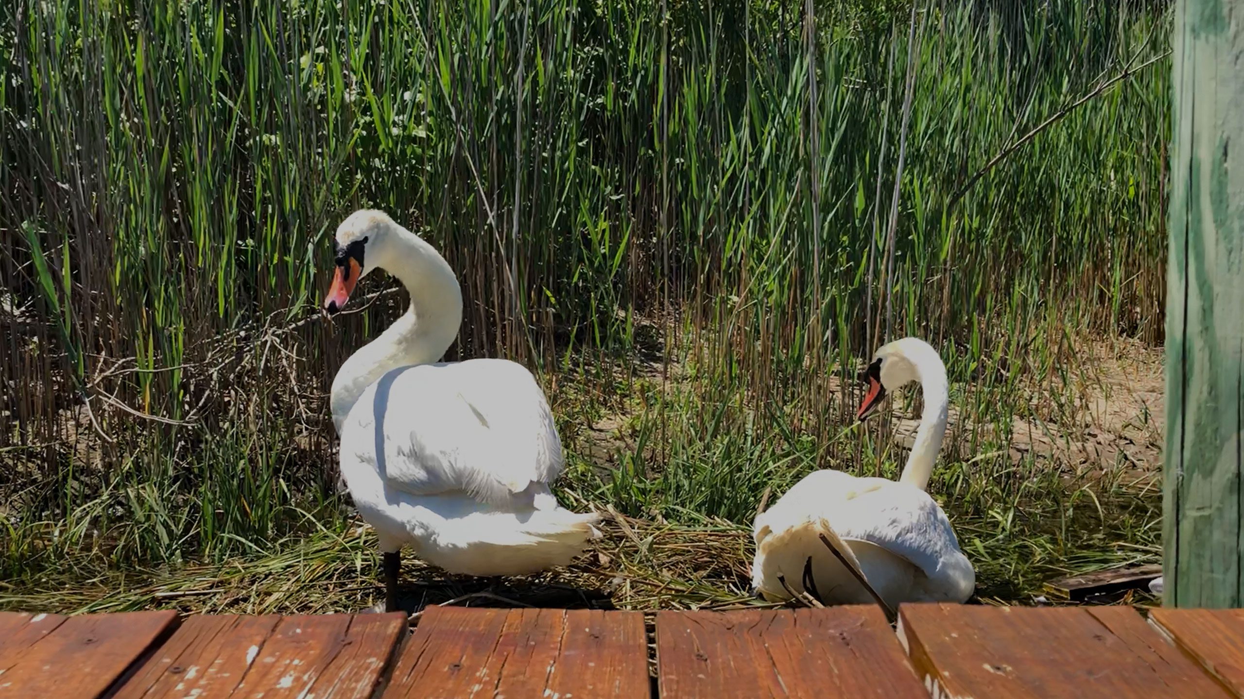 swansatholidaybeach Holiday Beach Property Owners Association